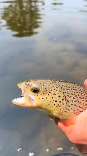Caddis larvae come in a few colors. If caddis are in the water, match it with tan, brown or green. #flyfishinglife #flyfishingtrout #flyfishingtiktok #flyfishingaddict #flyfishingbum #flyfishingcheck #simmsfishing #flyfishadventures #flyfishdelawhere #fishing #fishinglife #fishingrod #lidrig #howtoflyfish #howtofish #catchandrelease #fishinghole #browntrout #simms #matchthehatch #howtoflyfish | Flyfishdelawhere