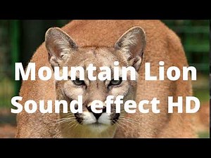 Mountain Lion Sound effect HD