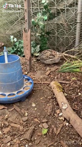 Identifying Male and Female Quails Made Simple