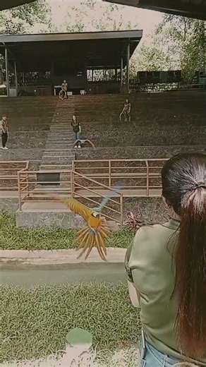 #birdshow #freeflight #trainingseasion #trainingbird #animalslife