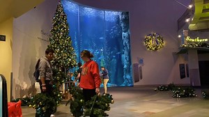 43 reactions | The Aquarium's elves worked hard overnight to deck the halls for tomorrow's (12/1) Tree Lighting Ceremony!  Join us at 10:00 a.m. in front of Honda Blue Cavern to count down with Sarah Seastar, Santa Diver, and our mascots to see the magical lighting of the Aquarium’s tree. Surprises are in store! ❄️ This event is included in your general admission ticket. Members get in free. Learn more at pacific.to/treelighting | Aquarium of the Pacific | Facebook