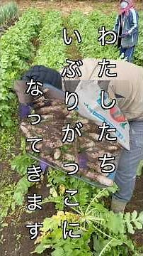いぶりがっこになるまで① #農業 #いぶりがっこ #大根 #agriculture #farming #秋田