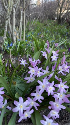 Stop Scrolling 🌸 Feel the Spring Calm