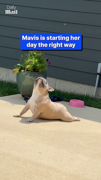 Adorable French bulldog loves to do yoga