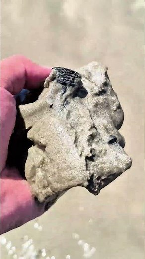 Be careful when walking on the beach 👀