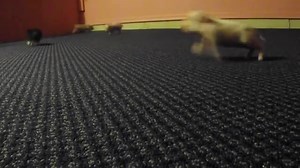 Piglets are 6 days old. | AZ Micro Mini Pigs