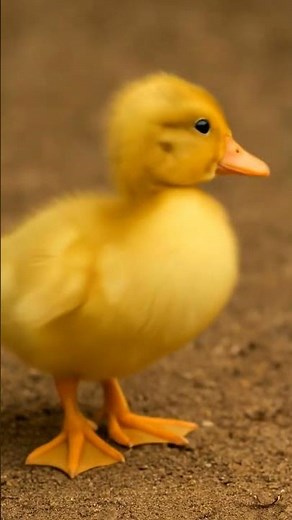 #funny #duck #duckdance #duckdanceforkids #cuteducks
