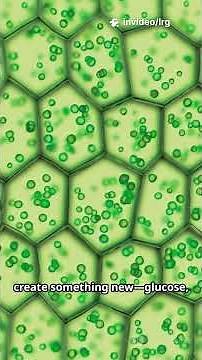 Process of photosynthesis in plants with 3D animation . # biology # scince