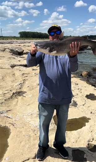 The blue catfish were hungry today and biting on artificial baits. I ended up catching 8 blue cats in about an hour of targeting them #bluecatfish #catfishing #catchandrelease #ohioriverfishing #channelcatfish