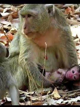 Lovely Mommy Monkey hugs Newborn Carefully #babymonkeys #animallife #animals