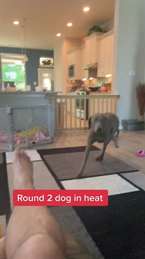 #dog #heat #maledog #helpme