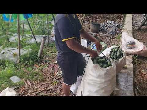 PROCESS OF PACKING CUCUMBERS WITH BARE HANDS QUICKLY AND NEATLY INTO SACKS! -Agriculture Farming