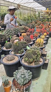 202K views · 3.1K reactions | Rehydrating the plants after the typhoon . . #livinggiftsph #livinggiftsnursery #latrinidadbenguet #baguiosidetrip #cactusgarden #cactuslover #cactusmagazine #cactusph #succulentsph #cactusphilippines #succulentphilippines #cactusintagram #urbanjungle #houseplants #succulents #cactus #plantita #plantito | Living Gifts Nursery | Facebook