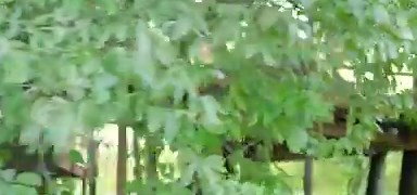 Microsoft built a trio of treehouse for its employees on its Washington campus