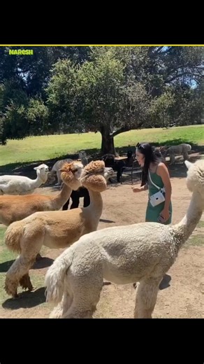 Spitting art of this animal 😇