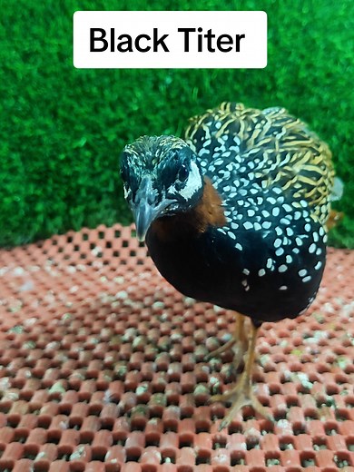 Discover the Beauty of Black Titer Birds