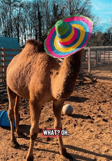 Adorable Baby Camel's Daily Antics