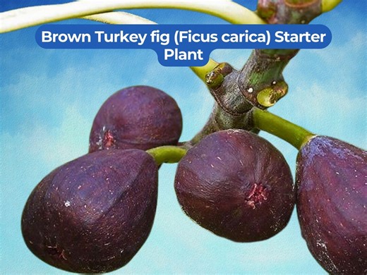 1 Brown Turkey Fig Starter Plant - Ficus Carica 4  Inch Plug Bare Root - Etsy