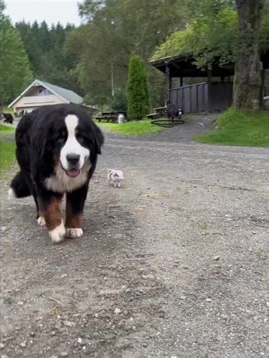 Cute little piggy 🐷#cute #baby #babypig #minipig #kunekunepigs | Pig Videos