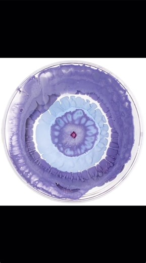petri dish art by Klari Reis 🧫 #petridishart #art #klarireis #fyp #foryou #pinterest #scient #petridish #painting