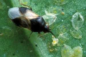 Biological Control in Protected Agriculture: A short course in strategy and planning