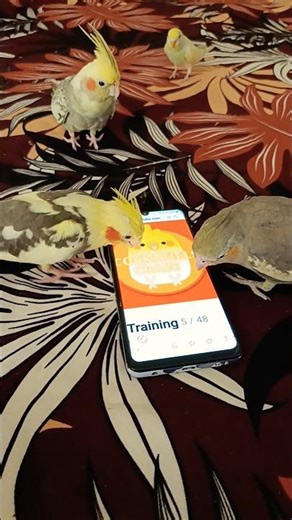 Playing around on my phone is a lot of fun! 🤗🦜✨ #cockatielscraze #cockatiel #cutepets