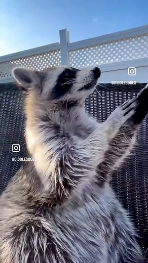 We can't pick a favourite Diddles moment form the past year because all our moments with Diddles are out favourites here are a few that made us smile we try to make everyday great for Diddles and his friends around here and they never fail to do the same for us we hope by sharing some of the love and happiness that we get from these friends that we can lighten all your hearts at times when you need it or bring a smile to you even when you didn't know you needed oneBest wishes for a Happy NewYear