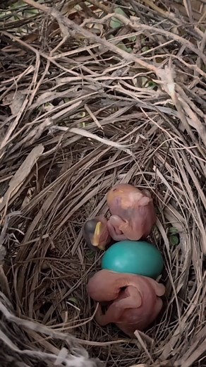 cuckoo baby jump in nest #shorts #birds #birdinng #birdlife #share #reelsfb #reelsviral #reelsvideo #reelvideobird #shortsvideos #shortsvideobirds | Review Birds News