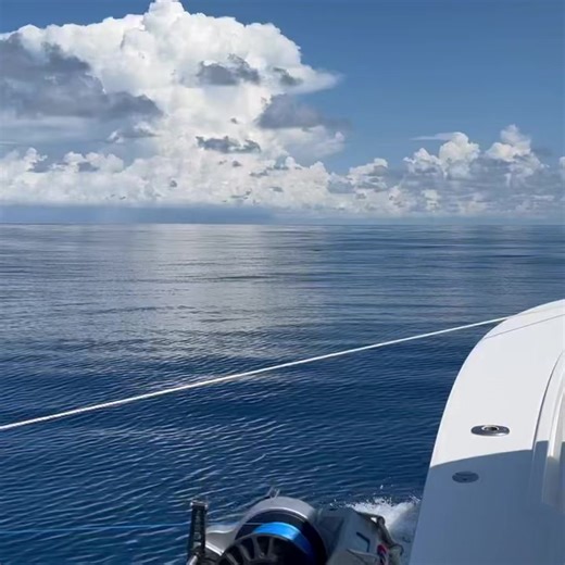 Trying to get local knowledge from the locals! Never know what you’ll see in the ocean, especially on those flat calm days! #fish #offshore #yamahaoutboards #offshorefishing #trolling #fishing #tackleshop #shoppinglocal #localbusiness #local #haddrellspointtackle #turtle #turtles | Haddrell's Point Tackle