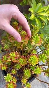 Let’s propagate this colorful Sedum rubrotinctum 🌱 | Unique Succulent Designs