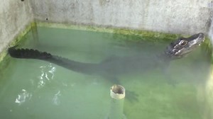 Un curioso experimento científico con un caimán logra ganar el premio satírico Ig Nobel - CNN Video