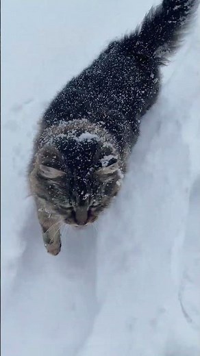 Winter Walk with a Curious Cat #winter #snow #cat #nature #quietmoments #MyNature4K