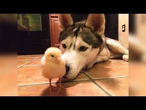 Adorable Dogs Playing with Cute Tiny Baby Animals | FUNNY Everyday Video Compilation