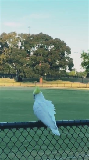 What is Australia's BIGGEST cockatoo #wildlife #jungle #cockatoo