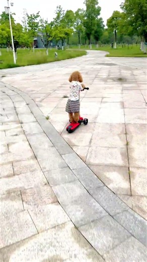 爱骑滑板车的小布丁