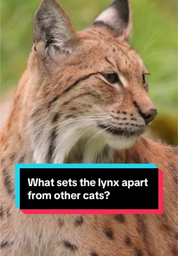 Hint: Look at the ears! #lynx #cat #AnimalFacts #wildlife #edutok