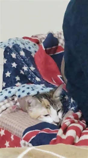 Big 😵confusion #cat #funny #kitten #prettycat #prettyfunny #comedy