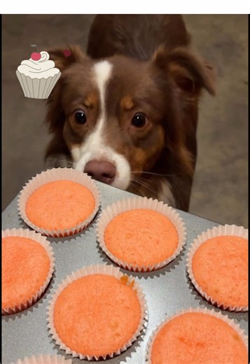 Baking with this angel 😇 #dog #australianshepherd #baking #dogsoftiktok #dogs
