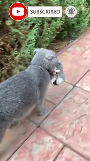 Mom cat voice on Reels