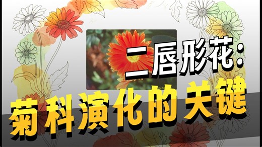 帚菊木亚科植物（Mutisioideae）