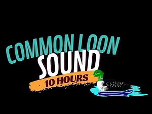 Common Loon Sound (10 Hours) What Does a Loon Sound Like