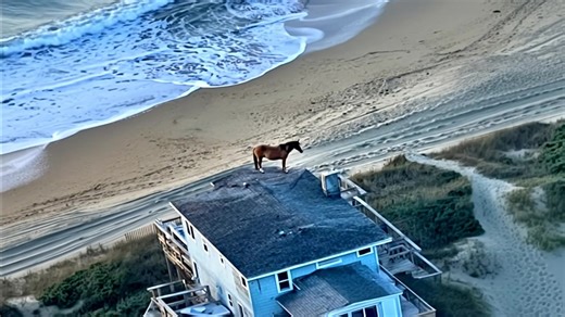 Horses that chose to stay during the hurricane began searching for higher ground to avoid the floodwaters 🙏 | Alex Lex