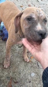 25K views · 716 reactions | Watch to the end. They were thrown out like trash  #rescue #sad #puppies #puppy #dog #fyp #shelter #rescue #love | Judith Coleman | Facebook