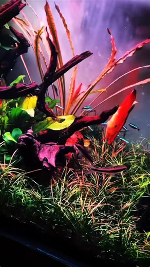 Echinodorus tenellus (poznat i kao Helanthium tenellum) 👇 ⸻ 🌿 Echinodorus tenellus – mali gigant dna akvarijuma Diskretan, ali moćan. Echinodorus tenellus je biljka koja svojom jednostavnošću i upornošću stvara pravi tepih prirode na dnu akvarijuma. 🌱 Poznat po svom travastom izgledu, tenellus se brzo širi izdancima i formira guste, zelene livade — savršene za nature i iwagumi stilove aquascapinga. 📏 Veličina: 5–10 cm 💡 Svetlo: srednje do jako 💧 CO₂: preporučuje se za brži rast 🌡️ Tempera