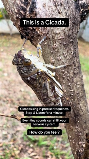 Discover the Fascinating Sounds of Cicadas
