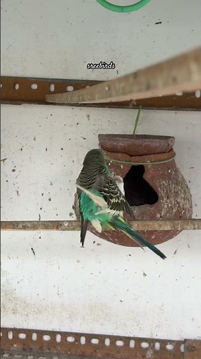 Budgies Breeding Progress 2025 💙💛#birds#lovebirds #parrot#budgies #birdsounds#shorts #birdbreeding