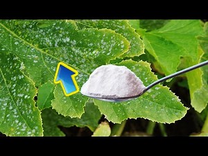 IMMEDIATELY PREVENT POWDERY MILDEW With This Simple Solution