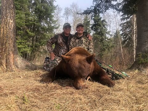 Two Color Phase Bears. Spring archery hunt in Saskatchewan Canada.