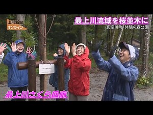 最上川流域を桜並木に「最上川さくら回廊」 山形県真室川町・体験の森公園