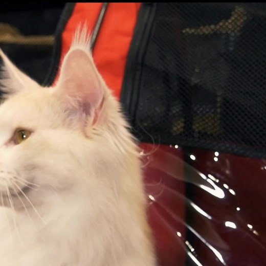 🎉🐾 Attention, cat lovers from around the globe! Get ready for the cat event of the year - The CFA International Cat Show! 🐈 Since 1906, the Cat Fancier's Association (CFA) has been celebrating our feline friends with cat shows that bring together the most beautiful and unique pedigree breeds. This year, we're pulling out all the stops to make this our biggest and most exciting show yet! This is the only event in the world where you can meet all of the 46 incredible cat breeds in one place. Fr